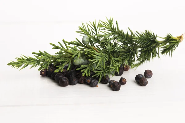 Juniper plant with berries — Stock Photo, Image