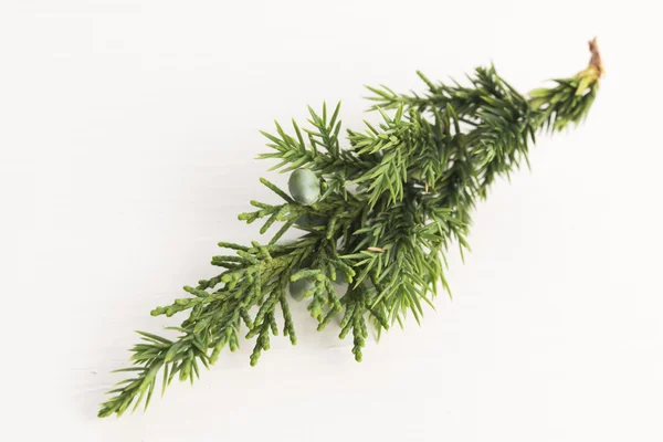 Juniper plant met bessen — Stockfoto