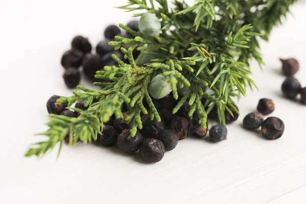 Juniper plant with berries — Stock Photo, Image