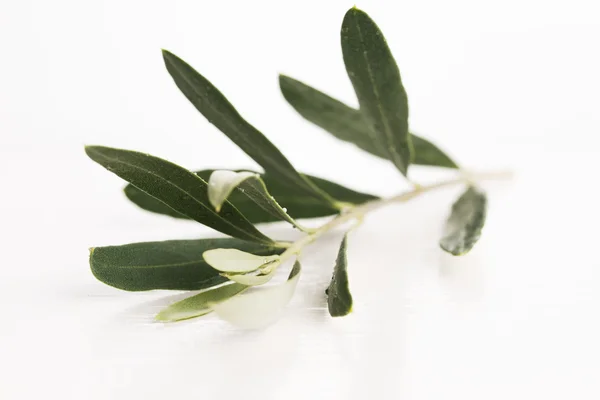 Olive branch with green leaves — Stock Photo, Image