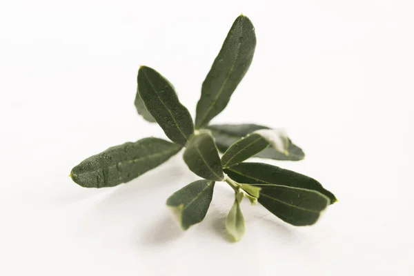 Olive branch with green leaves — Stock Photo, Image