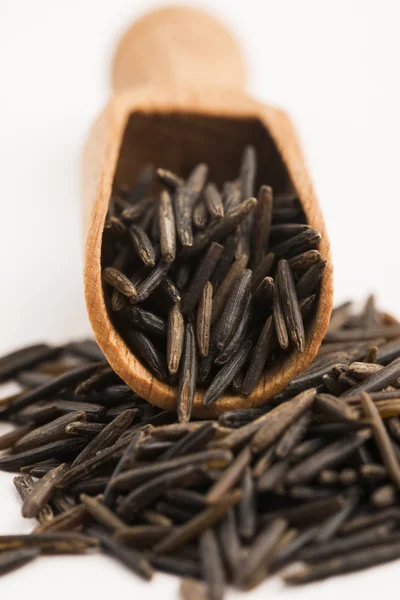 Wild rice — Stock Photo, Image