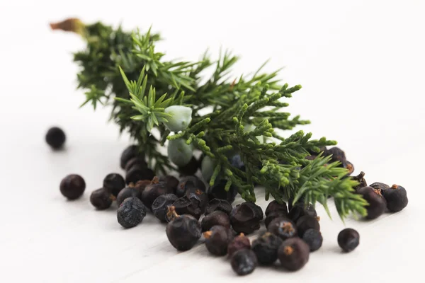 Juniper plant with berries — Stock Photo, Image