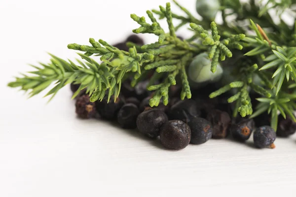 Juniper plant with berries — Stock Photo, Image