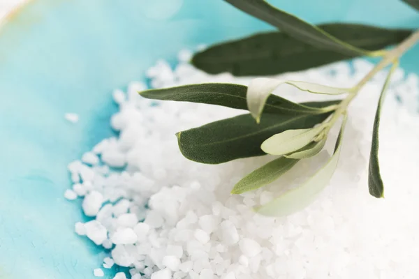 Fresh olive branch with sea salt — Stock Photo, Image