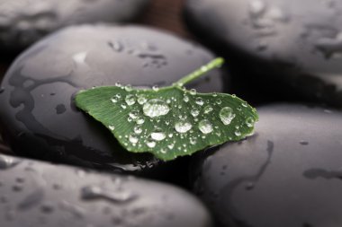 Zen taşlar ve ginko biloba yaprakları ile su damlaları