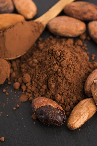 Cacao beans and cacao powder in spoon — Stock Photo, Image