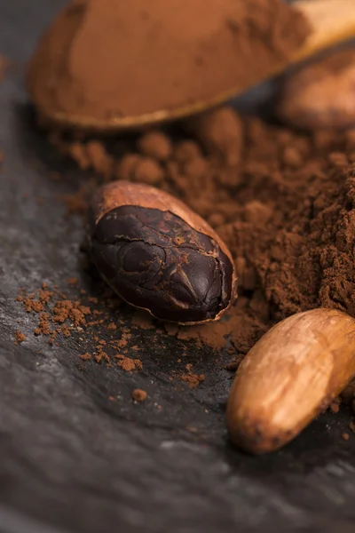 Cacao beans and cacao powder in spoon — Stock Photo, Image