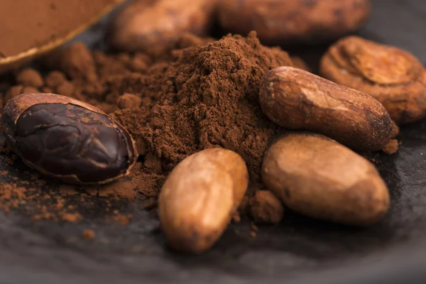 Cacao beans and cacao powder in spoon — Stock Photo, Image