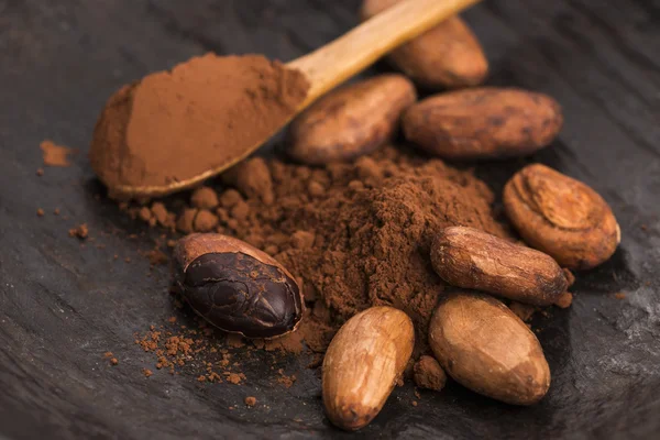 Cacao beans and cacao powder in spoon — Stock Photo, Image