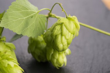 Taze yeşil hop koniler
