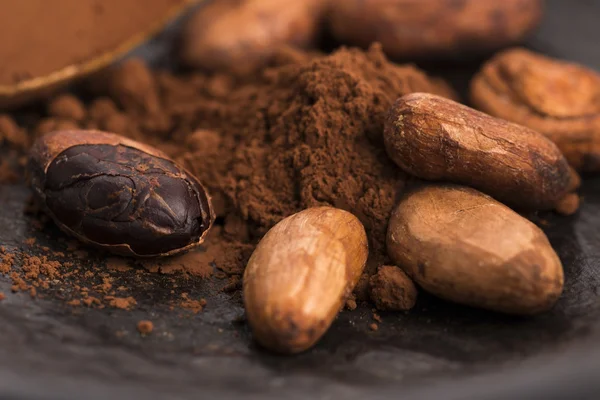 Cacao beans and cacao powder in spoon — Stock Photo, Image