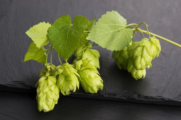 Fresh green hop cones — Stock Photo, Image