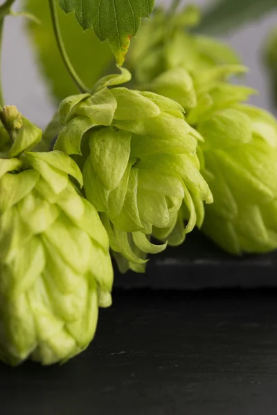 Fresh green hop cones — Stock Photo, Image