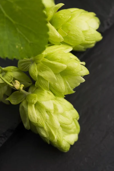Fresh green hop cones — Stock Photo, Image