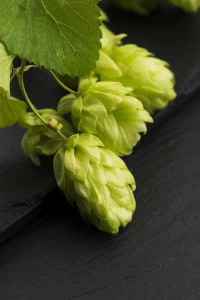 Fresh green hop cones — Stock Photo, Image