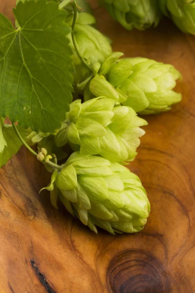 Fresh green hop cones — Stock Photo, Image
