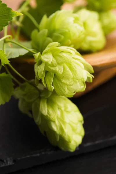 Frische grüne Hopfenzapfen — Stockfoto