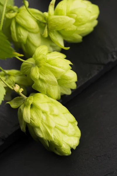 Conos de lúpulo verde fresco —  Fotos de Stock