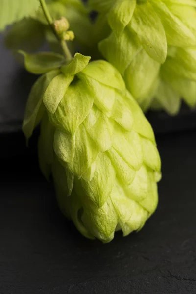 Fresh green hop cones — Stock Photo, Image