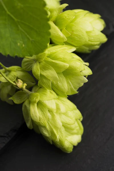 Fresh green hop cones — Stock Photo, Image