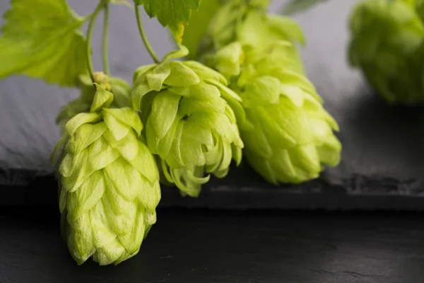 Fresh green hop cones — Stock Photo, Image