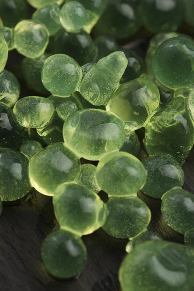 Caviar à la menthe, gastronomie moléculaire — Photo