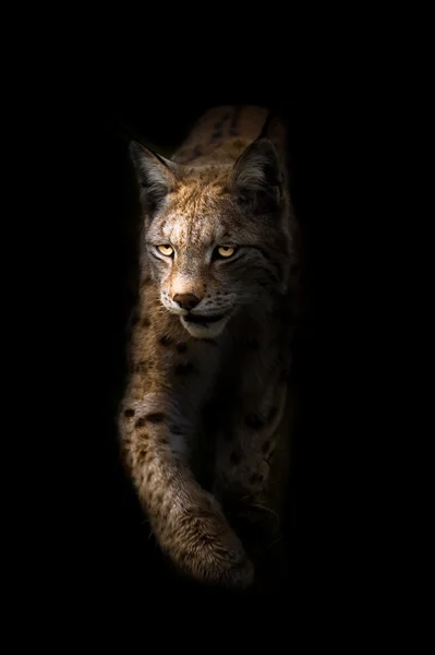 Lynx on black background — Stock Photo, Image