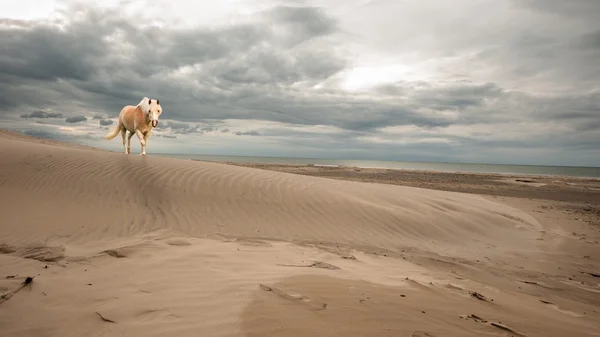 Caballo en la playa — Foto de Stock