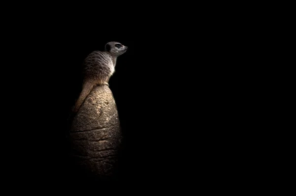 Meerkatze sitzt als Wächter auf einem Felsen Stockbild