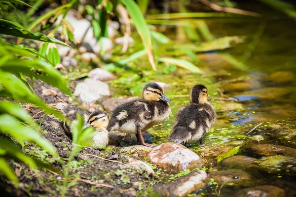 Three mallard ducklings — Stock Photo, Image