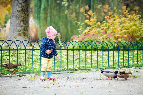 Menina alimentando patos pão — Fotografia de Stock