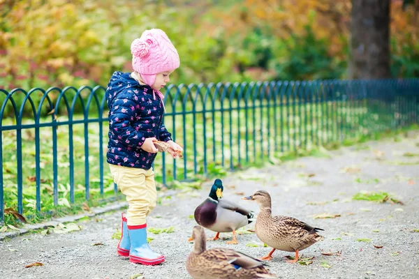 Menina alimentando patos — Fotografia de Stock