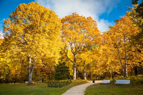 Krásný slunečný podzimní park — Stock fotografie