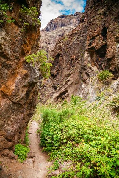 Trekking path in famous canyon Masca in Tenerife — Stock Photo, Image