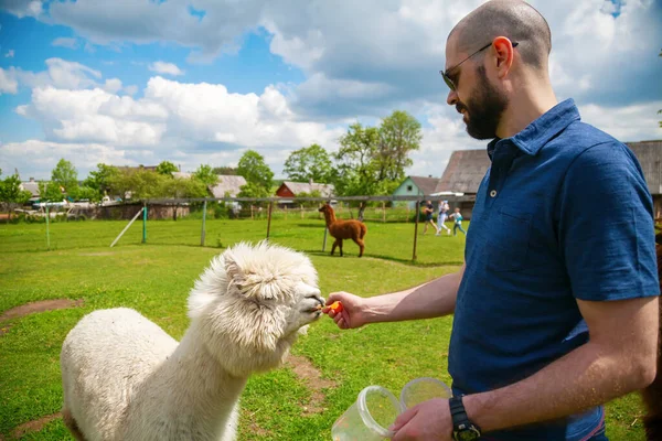 Man Feeding White Alpaca Farm — Stock Photo, Image