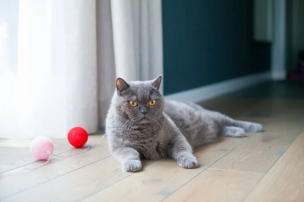 Vacker Brittisk Katt Med Ljusa Orange Ögon Liggande Ett Golv — Stockfoto