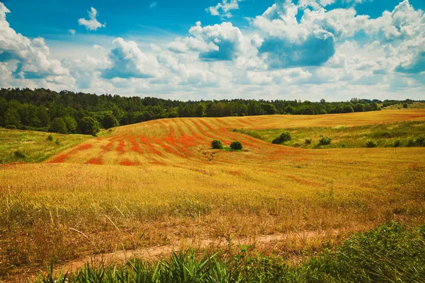 Beautiful Field Blooming Red Poppies Organic Farming Lithuania — Stock Photo, Image