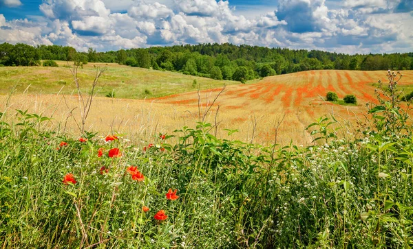 Beautiful Field Flowering Red Poppies Organic Farming Lithuania — Stock Photo, Image