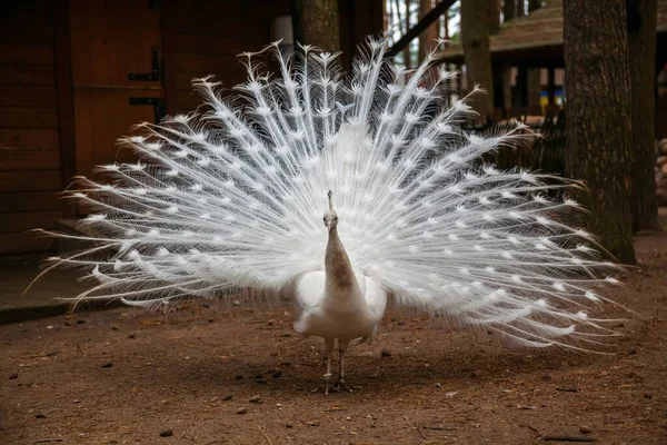 Hermoso Pavo Real Blanco Con Plumas Hacia Fuera — Foto de Stock