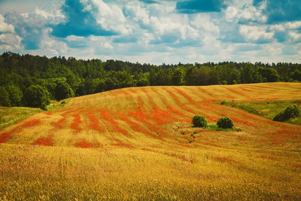 Beautiful Field Blooming Red Poppies Organic Farming Lithuania — Stock Photo, Image