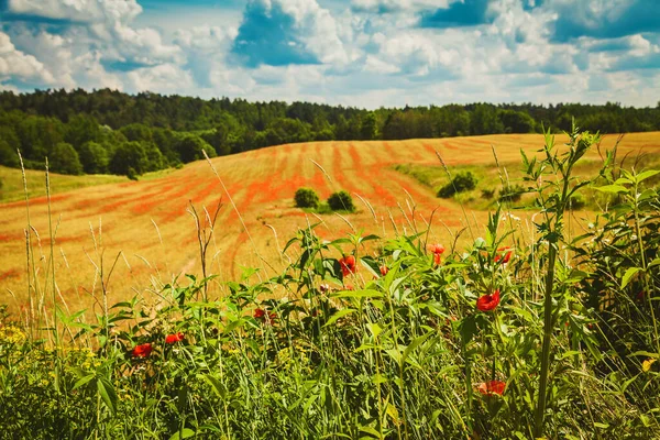 Beautiful Field Blooming Red Poppies Organic Farming Lithuania — Stock Photo, Image