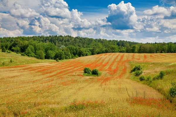 Beautiful Field Blooming Red Poppies Organic Farming Lithuania — Stock Photo, Image