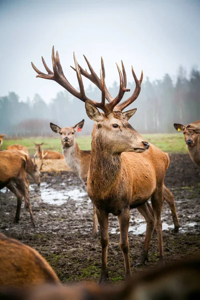 Schöner Junger Edler Hirsch Mit Großen Hörnern Inmitten Seiner Herde — Stockfoto