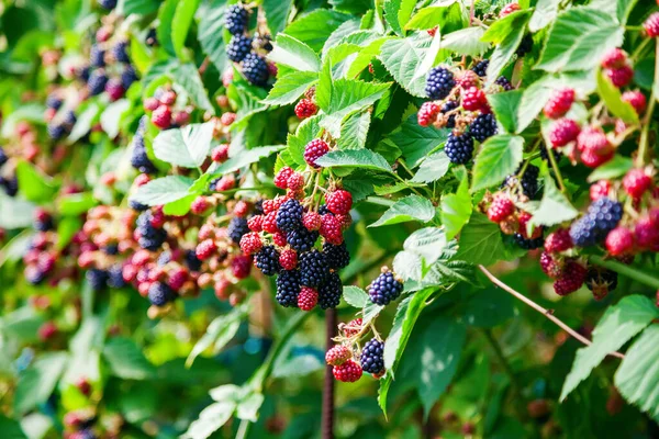 Fresh Ripe Unripe Organic Blackberries Growing Bush — Stock Photo, Image