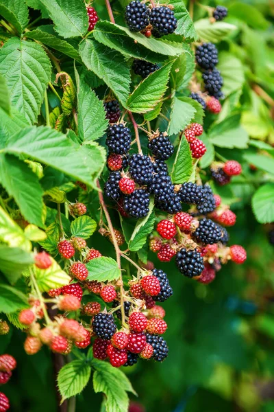 Fresh Ripe Unripe Organic Blackberries Growing Bush — Stock Photo, Image