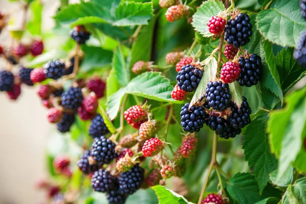 Fresh Ripe Unripe Organic Blackberries Growing Bush Selective Focus — Stock Photo, Image