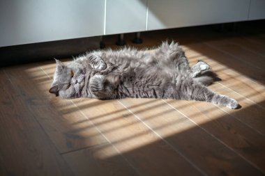 Gri kısa hava İngiliz kedisi yerde yatıyor ve güneşin tadını çıkarıyor.