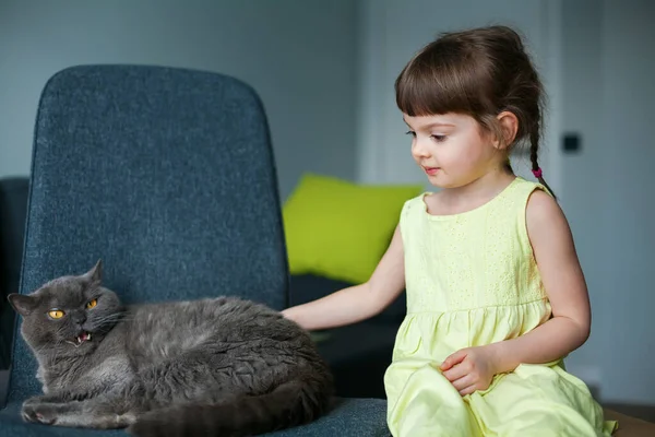 Nettes Kleines Mädchen Streichelt Ihre Graue Britische Katze — Stockfoto