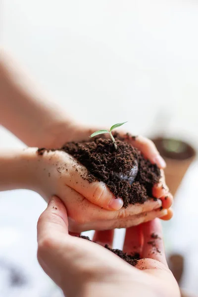 Mano Mujer Sosteniendo Las Manos Niño Sosteniendo Una Planta Con — Foto de Stock